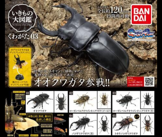 いきもの大図鑑 くわがた 03 [全5種セット]