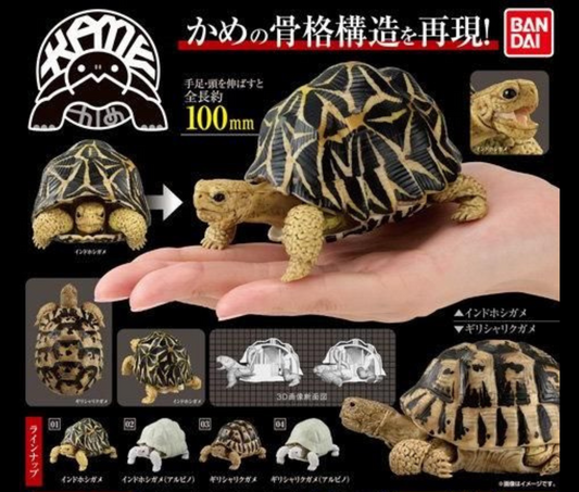 いきもの大図鑑 かめ［全4種セット］