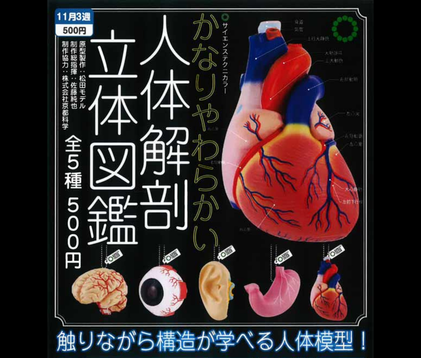 【12月予約】STC かなりやわらかい人体解剖立体図鑑［全5種セット］