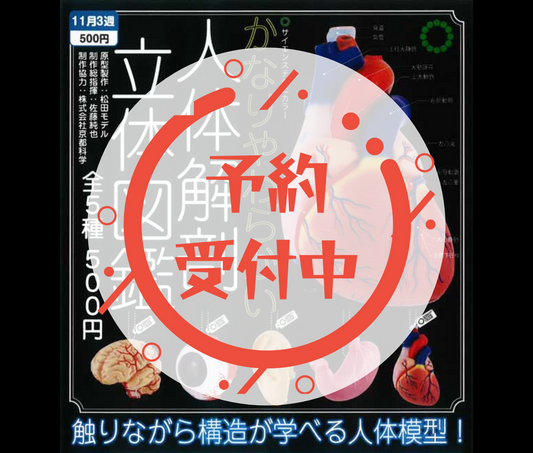 【12月予約】STC かなりやわらかい人体解剖立体図鑑［全5種セット］