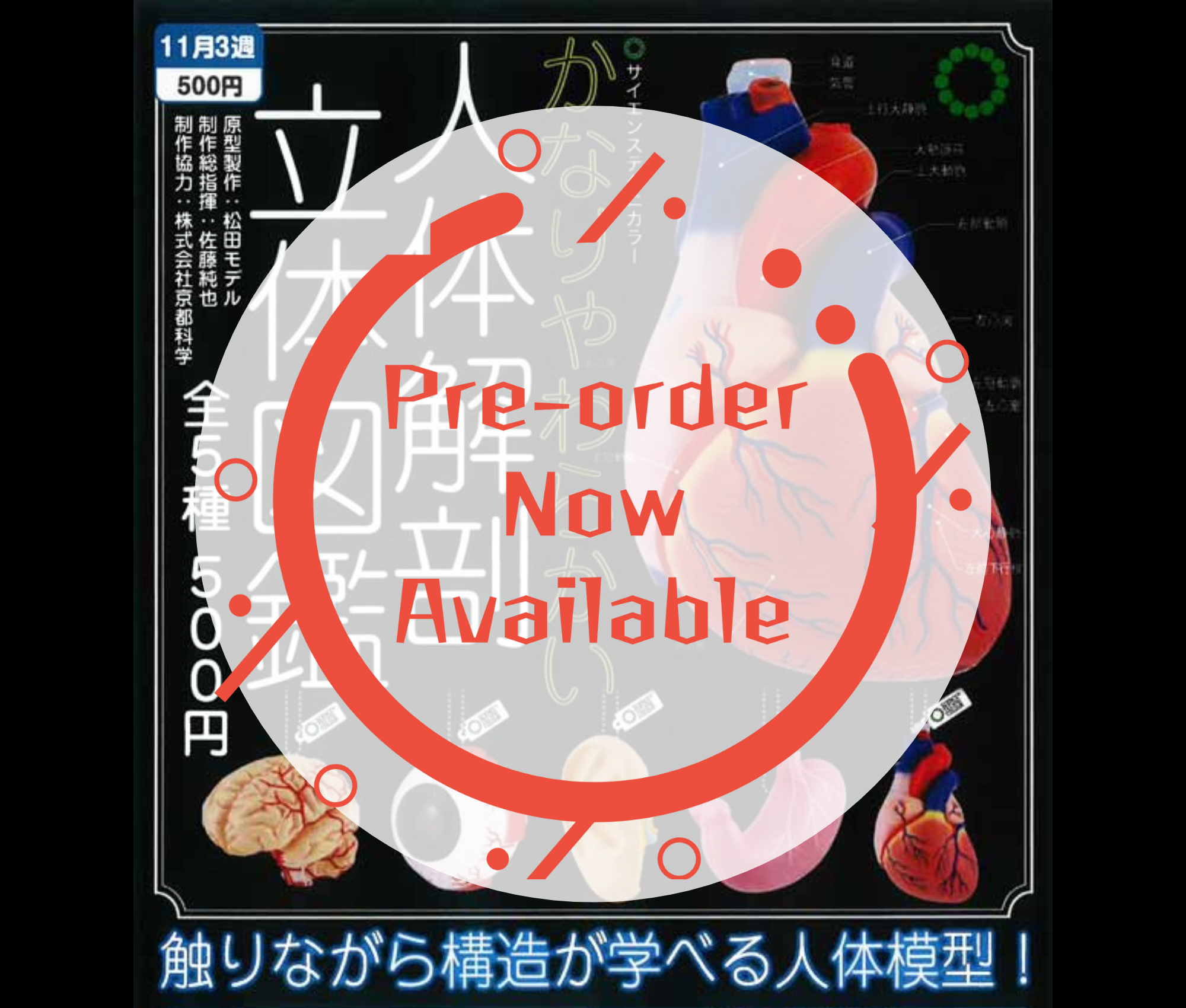 [Dec Pre-order]STC Extremely Soft Human Anatomy 3D Illustrated Encyclopedia [Complete Set of 5]