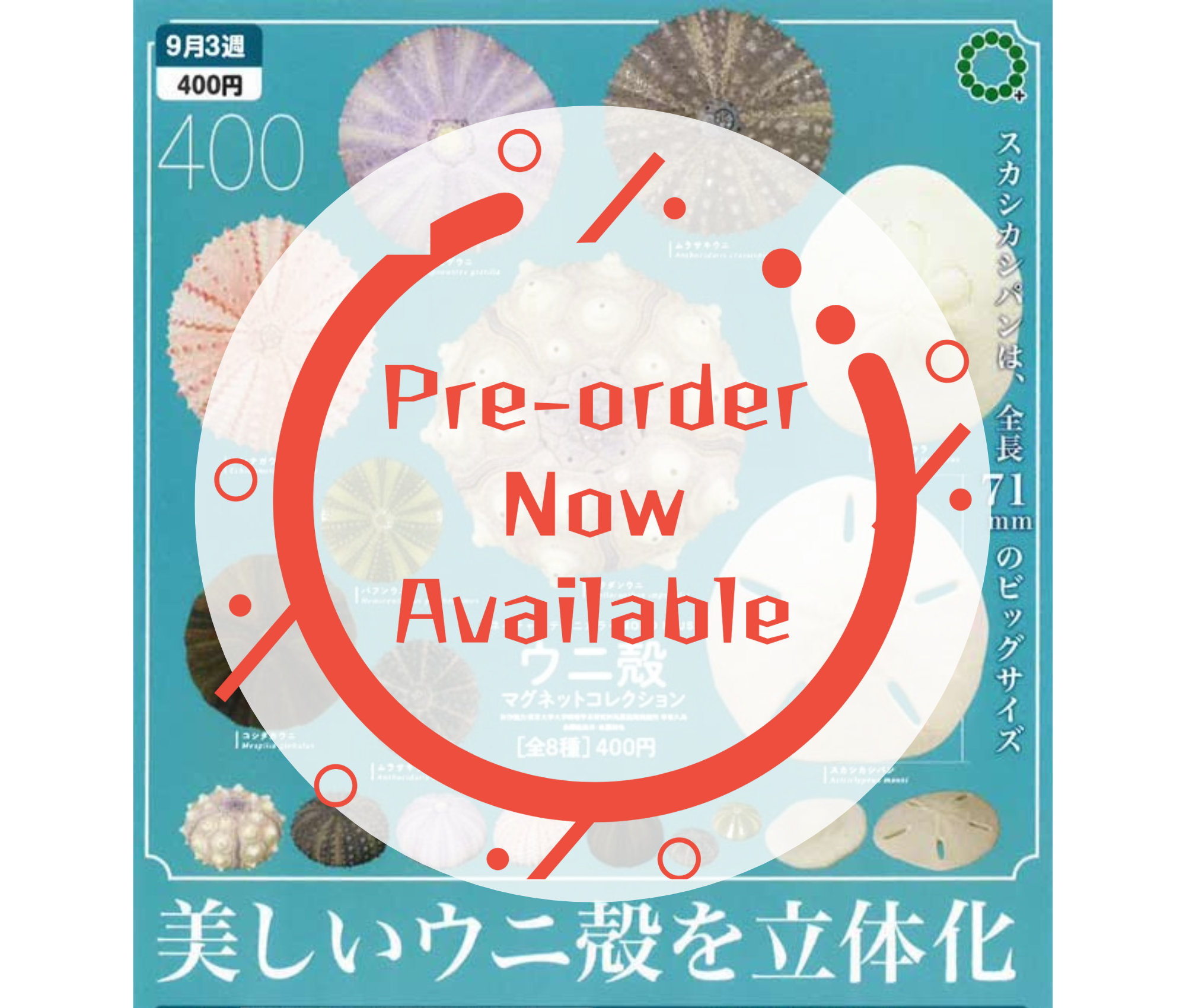 [Oct Pre-order] NTC MONO+ Sea Urchin Shell Magnet Collection [Complete Set of 8]