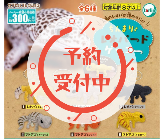 [Jun Pre-order] Chinmari Leopard Gecko [Complete Set of 6]