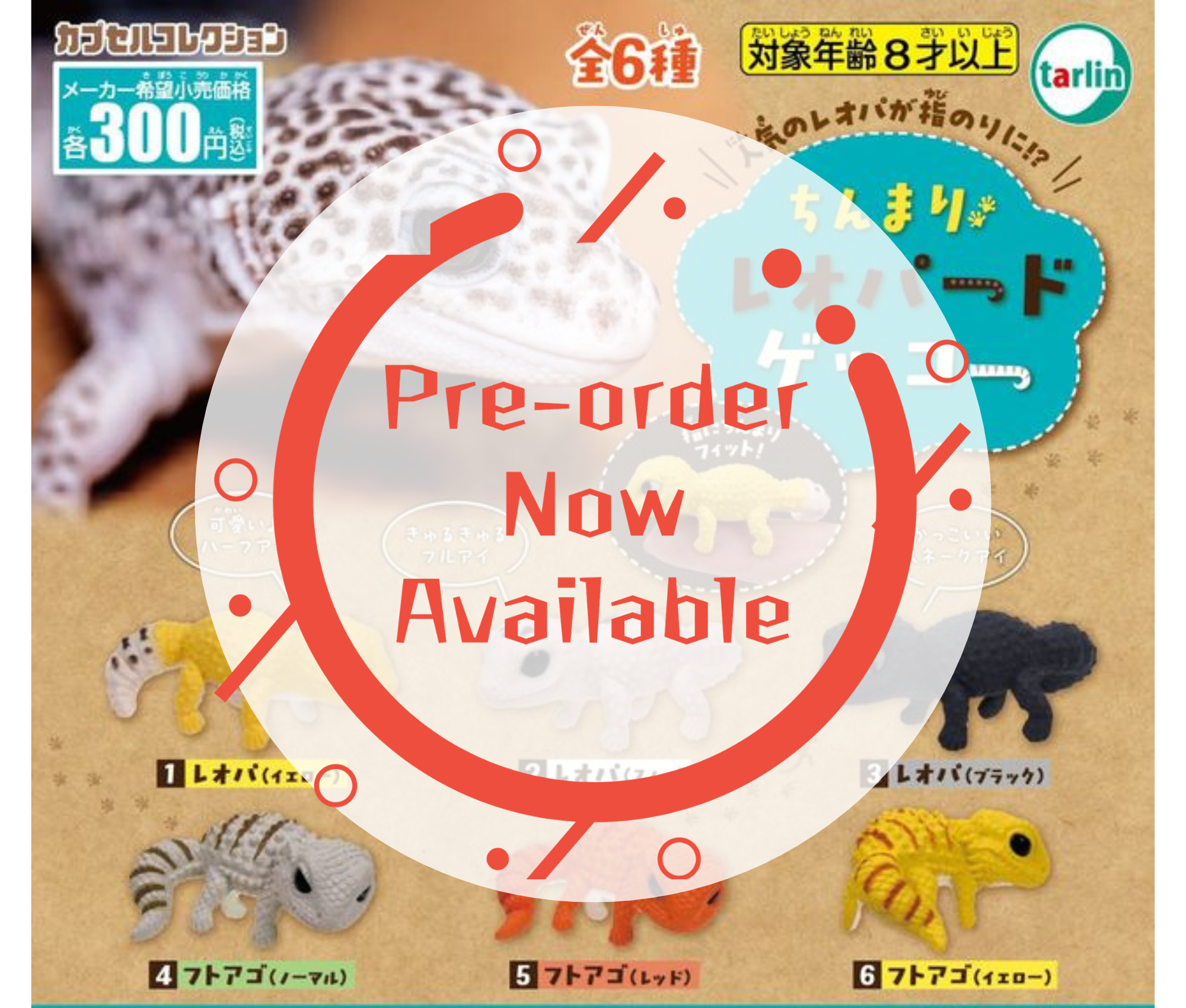 [Jun Pre-order] Chinmari Leopard Gecko [Complete Set of 6]